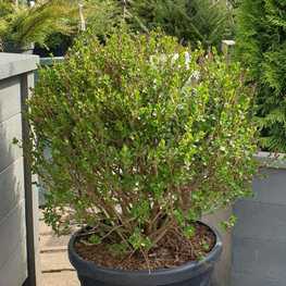 Сирень Мейера Палибин (Syringa meyeri 'Palibin')