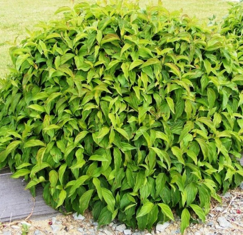 Дерен отпрысковый Флавирамеа (Cornus sericea 'Flaviramea')