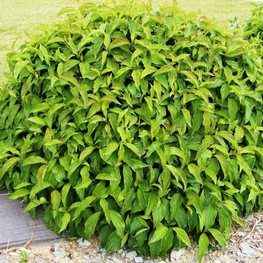 Дерен отпрысковый Флавирамеа (Cornus sericea 'Flaviramea')