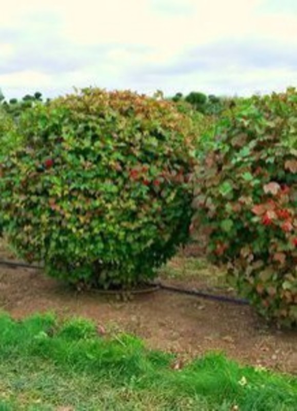 Калина обыкновенная (Viburnum opulus)