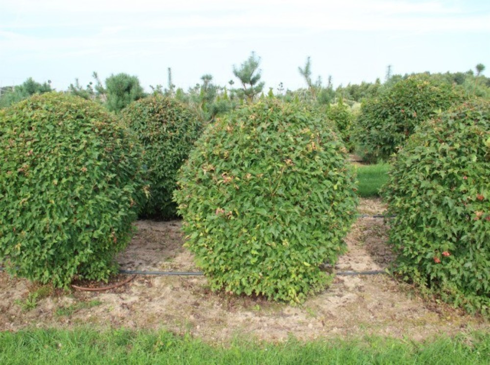 Клен татарский (Acer tataricum)