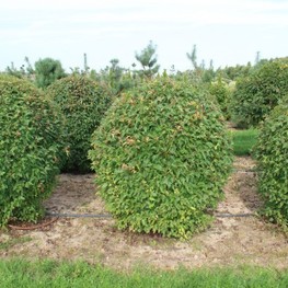 Клен татарский (Acer tataricum)