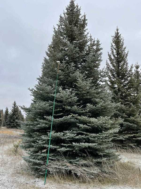 Ель колючая Глаука (Picea pungens 'Glauca') крупномер