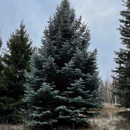 Ель колючая Глаука (Picea pungens 'Glauca') крупномер