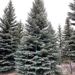 Ель колючая Глаука (Picea pungens 'Glauca') крупномер