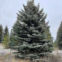 Ель колючая Глаука (Picea pungens 'Glauca') крупномер