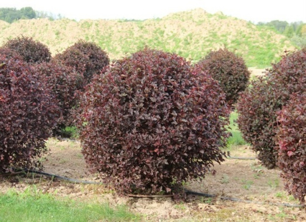 Пузыреплодник калинолистный Диаболо (Physocarpus opulifolius 'Diabolo')