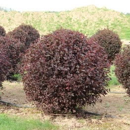 Пузыреплодник калинолистный Диаболо (Physocarpus opulifolius 'Diabolo')