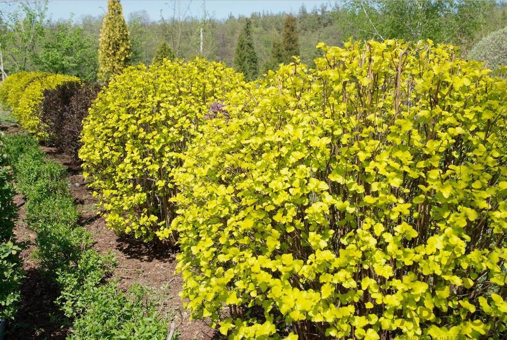 Пузыреплодник калинолистный Лютеус (Physocarpus opulifolius 'Luteus')