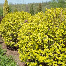 Пузыреплодник калинолистный "Luteus"