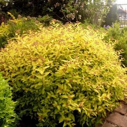 Спирея японская Голден Принцесс (Spiraea japonica 'Golden Princess')