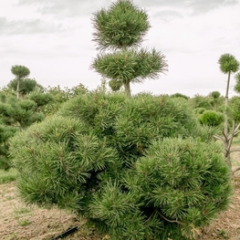 Сосна горная 'Pinus mugo'