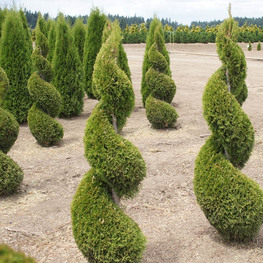 Туя западная Смарагд (Thuja occidentalis 'Smaragd') спираль