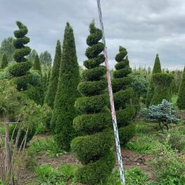 Туя западная Смарагд (Thuja occidentalis 'Smaragd')