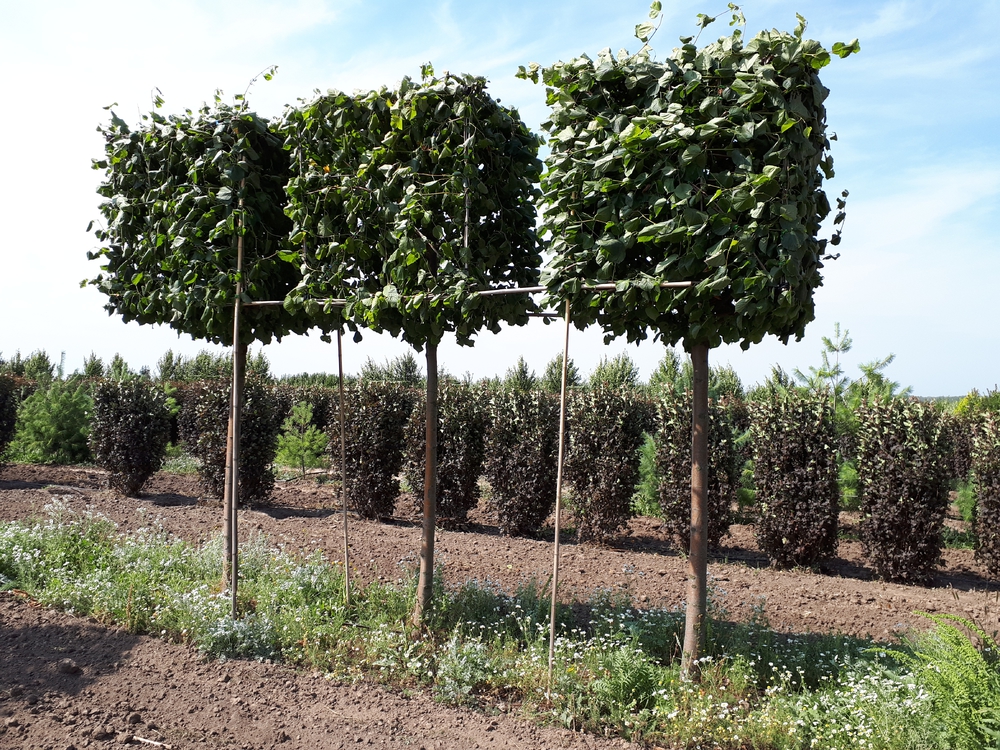 Липа европейская Паллида (Tilia x europaea 'Pallida') ф. куб