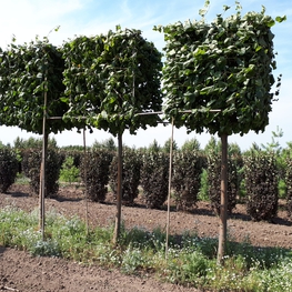 Липа европейская "Pallida" ф. куб