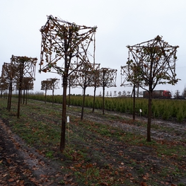 Липа европейская Паллида (Tilia x europaea 'Pallida') ф. куб