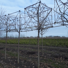 Липа европейская Паллида (Tilia x europaea 'Pallida') ф. куб