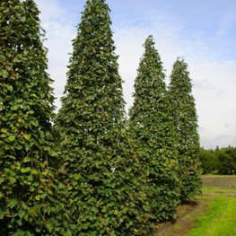 Липа крупнолистная Ратхаус (Tilia platyphyllos 'Rathaus')