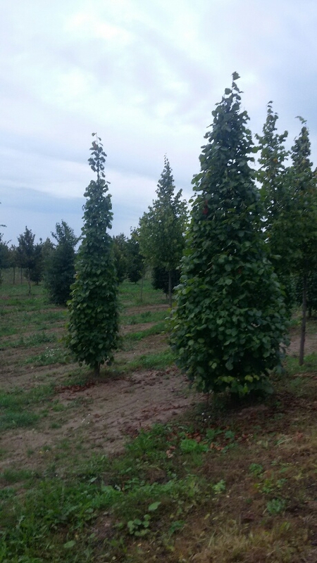 Липа мелколистная (Tilia cordata)