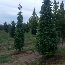 Липа мелколистная (Tilia cordata)