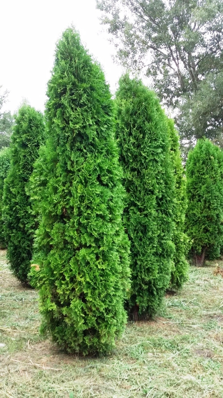 Туя западная Колумна (Thuja occidentalis 'Columna')