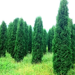 Туя западная Колумна (Thuja occidentalis 'Columna')