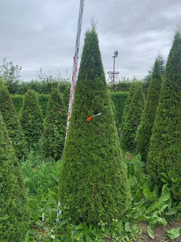 Туя западная Смарагд (Thuja occidentalis 'Smaragd') ф. конус