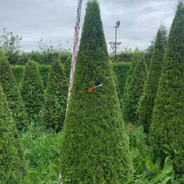 Туя западная Смарагд (Thuja occidentalis 'Smaragd') ф. конус
