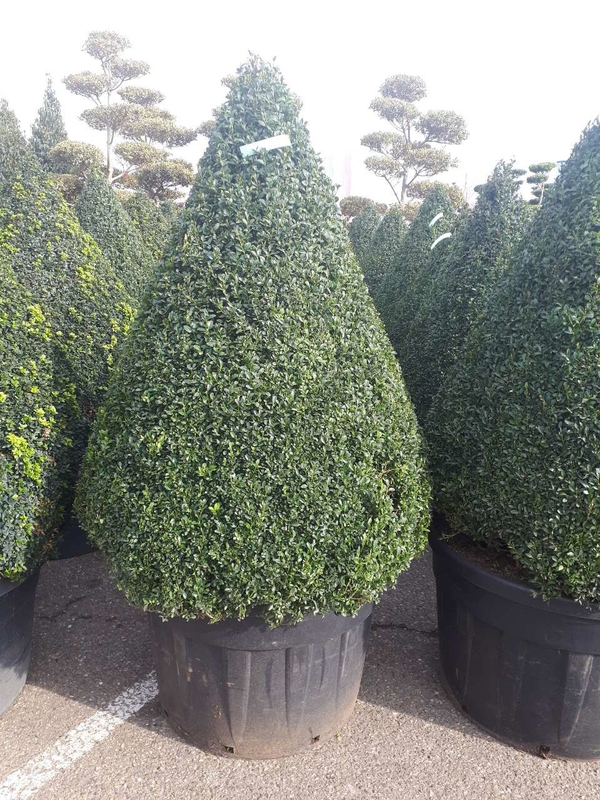 Самшит вечнозеленый (Buxus sempervirens)