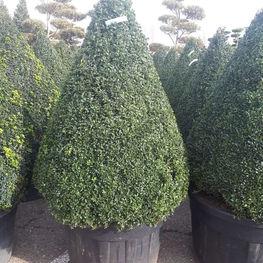 Самшит вечнозеленый (Buxus sempervirens)