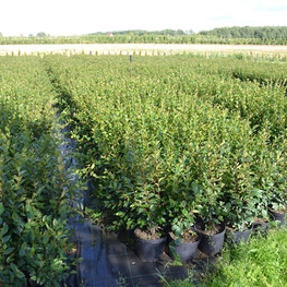 Кизильник блестящий (Cotoneaster lucidus)