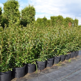 Кизильник блестящий (Cotoneaster lucidus)