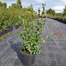 Кизильник блестящий (Cotoneaster lucidus)