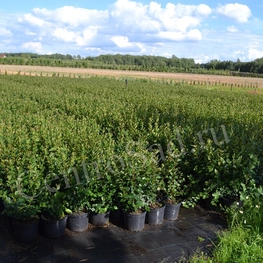 Кизильник блестящий (Cotoneaster lucidus)