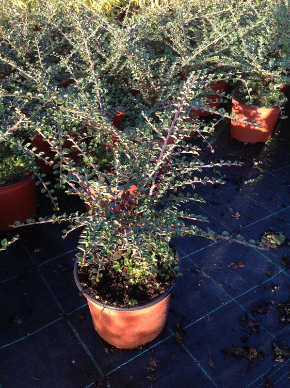 Кизильник горизонтальный (Cotoneaster horizontalis)