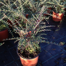 Кизильник горизонтальный (Cotoneaster horizontalis)