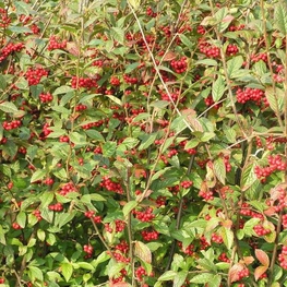 Кизильник пузырчатый (Cotoneaster bullatus)