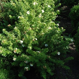 Лапчатка кустарниковая (Potentilla fruticosa)