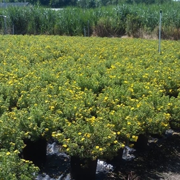 Лапчатка кустарниковая Голдфингер (Potentilla fruticosa 'Goldfinger')