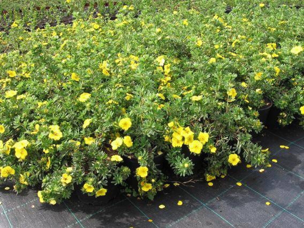 Лапчатка кустарниковая Голдтеппих (Potentilla fruticosa 'Goldteppich')