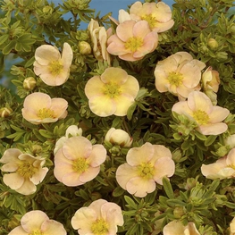 Лапчатка кустарниковая Дейдаун (Potentilla fruticosa 'Daydawn')