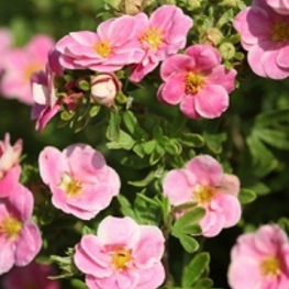 Лапчатка кустарниковая Пинк Парадиз (Potentilla fruticosa 'Pink Paradis')
