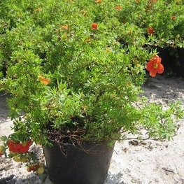 Лапчатка кустарниковая Ред Эйс (Potentilla fruticosa 'Red Ace')