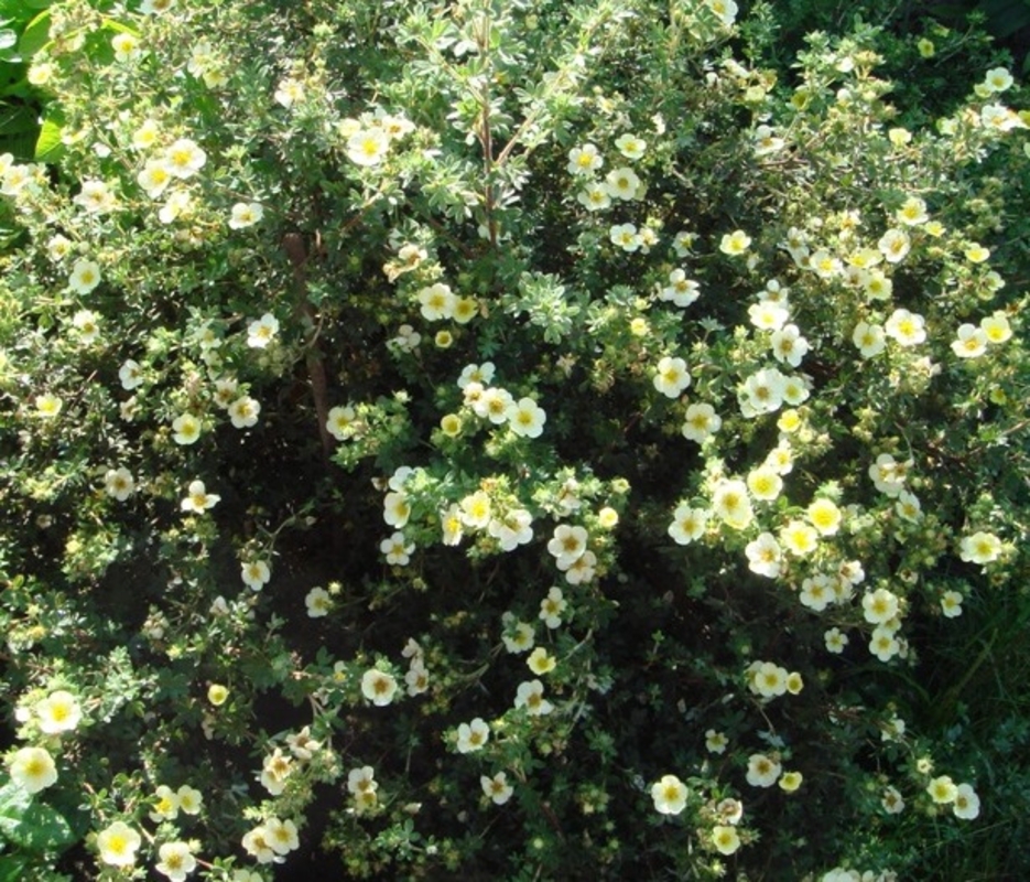 Лапчатка кустарниковая Примроуз Бьюти (Potentilla fruticosa 'Primrose Beauty')