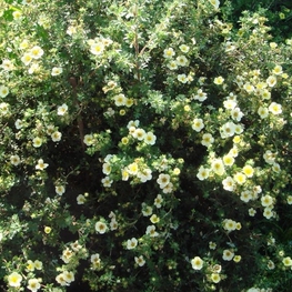 Лапчатка кустарниковая Примроуз Бьюти (Potentilla fruticosa 'Primrose Beauty')