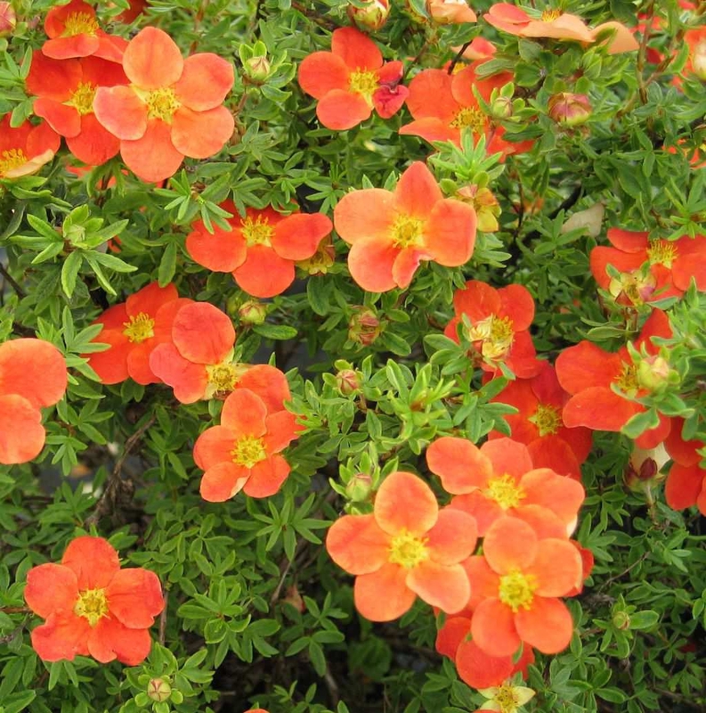 Лапчатка кустарниковая Ред Леди (Potentilla fruticosa 'Red Lady')