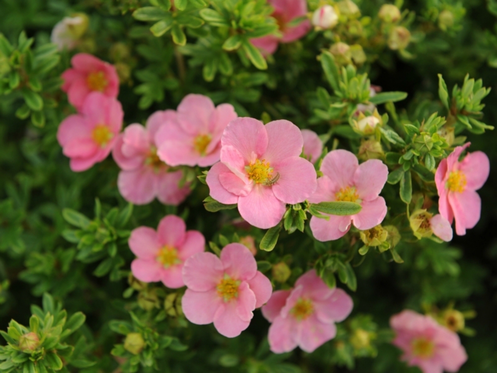 Лапчатка кустарниковая Лавли Пинк (Potentilla fruticosa 'Lovely Pink')
