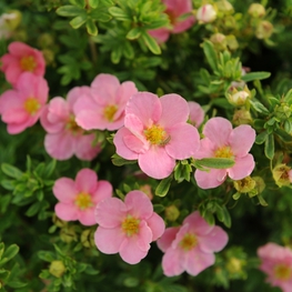 Лапчатка кустарниковая Лавли Пинк (Potentilla fruticosa 'Lovely Pink')