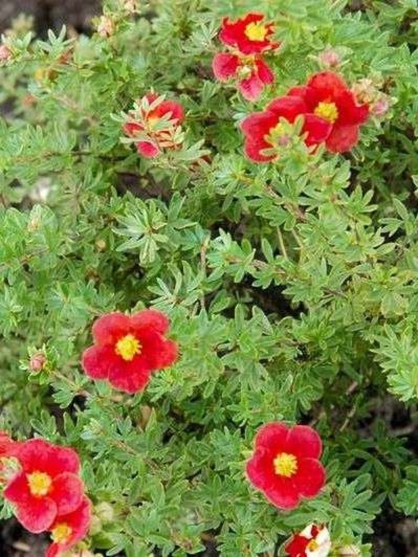 Лапчатка кустарниковая Мариан Ред Робин (Potentilla fruticosa 'Marian Red Robin')